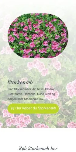 Pré-visualização do site storkenæb, meio de Dinamarca para artigos patrocinados