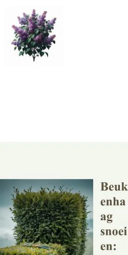 스폰서 기사용 네덜란드 매체 Beukenhaag Snoeien 사이트 미리보기