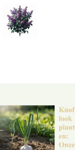 Podgląd witryny Knoflook Planten, medium z kraju Holandia do artykułów sponsorowanych