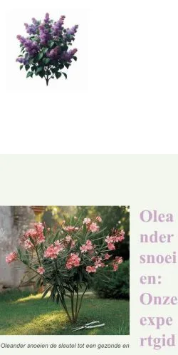 Podgląd witryny Oleander Snoeien, medium z kraju Holandia do artykułów sponsorowanych