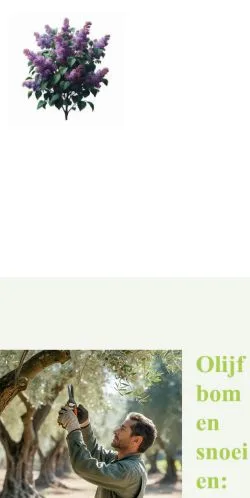 Anteprima del sito Olijfbomen Snoeien, media di Paesi Bassi per articoli sponsorizzati