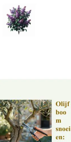Anteprima del sito Olijfboom Snoeien, media di Paesi Bassi per articoli sponsorizzati