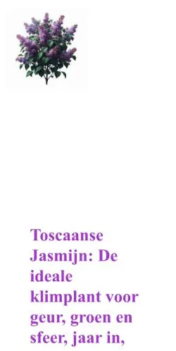 Anteprima del sito Toscaanse Jasmijn, media di Paesi Bassi per articoli sponsorizzati